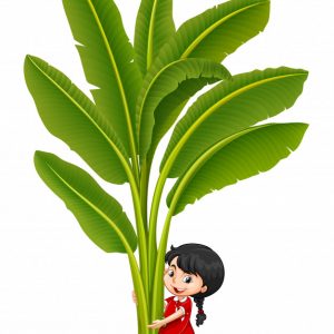 Ciências 3º Ano Fundamental – As plantas: suas estruturas, reprodução e adaptação ao ambiente.