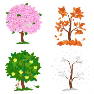 Ciências 3º Ano Fundamental – As estações do ano, pontos cardeais, a importância do Sol para a vida na Terra, os recursos naturais e a importância de sua preservação.