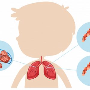 Ciências 4º Ano Fundamental – O sistema respiratório humano: o que é, funções e partes componentes, o sistema respiratório e a poluição atmosférica.