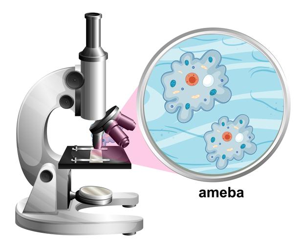 Ciências 4º Ano Fundamental - Protozoários: o que são esses microrganismos? Doenças causadas por protozoários, seus vetores e como podemos nos prevenir.