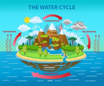 Ciências 6º Ano Fundamental - O ciclo da água na natureza e nos seres vivos.