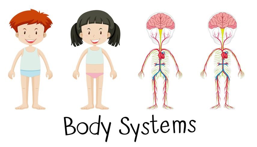 Ciências 5º Ano Fundamental - Os sistemas do corpo humano: órgãos componentes, funções e importância.
