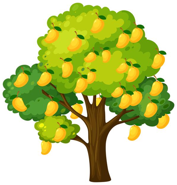 Ciências 1º Ano Fundamental - Conhecendo as partes das plantas e as suas funções.