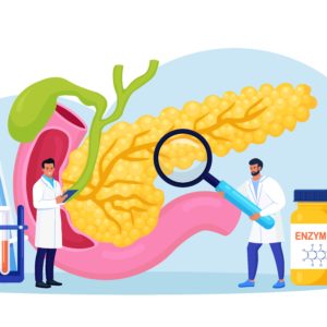 Ciências 8º Ano Fundamental – O Sistema Endócrino e as suas características, as Glândulas, os Hormônios, a Hipófise, a Tireoide, o Pâncreas e os Ovários e Testículos.