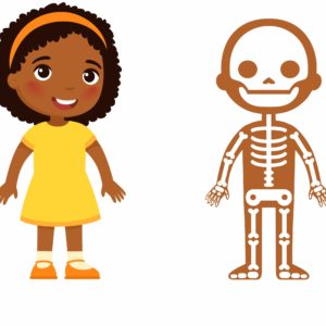Ciências 8º Ano Fundamental – A composição do esqueleto humano, a cabeça e as suas estruturas, a estrutura do tronco humano, os membros humanos, os músculos e suas funções e os tipos de músculos.