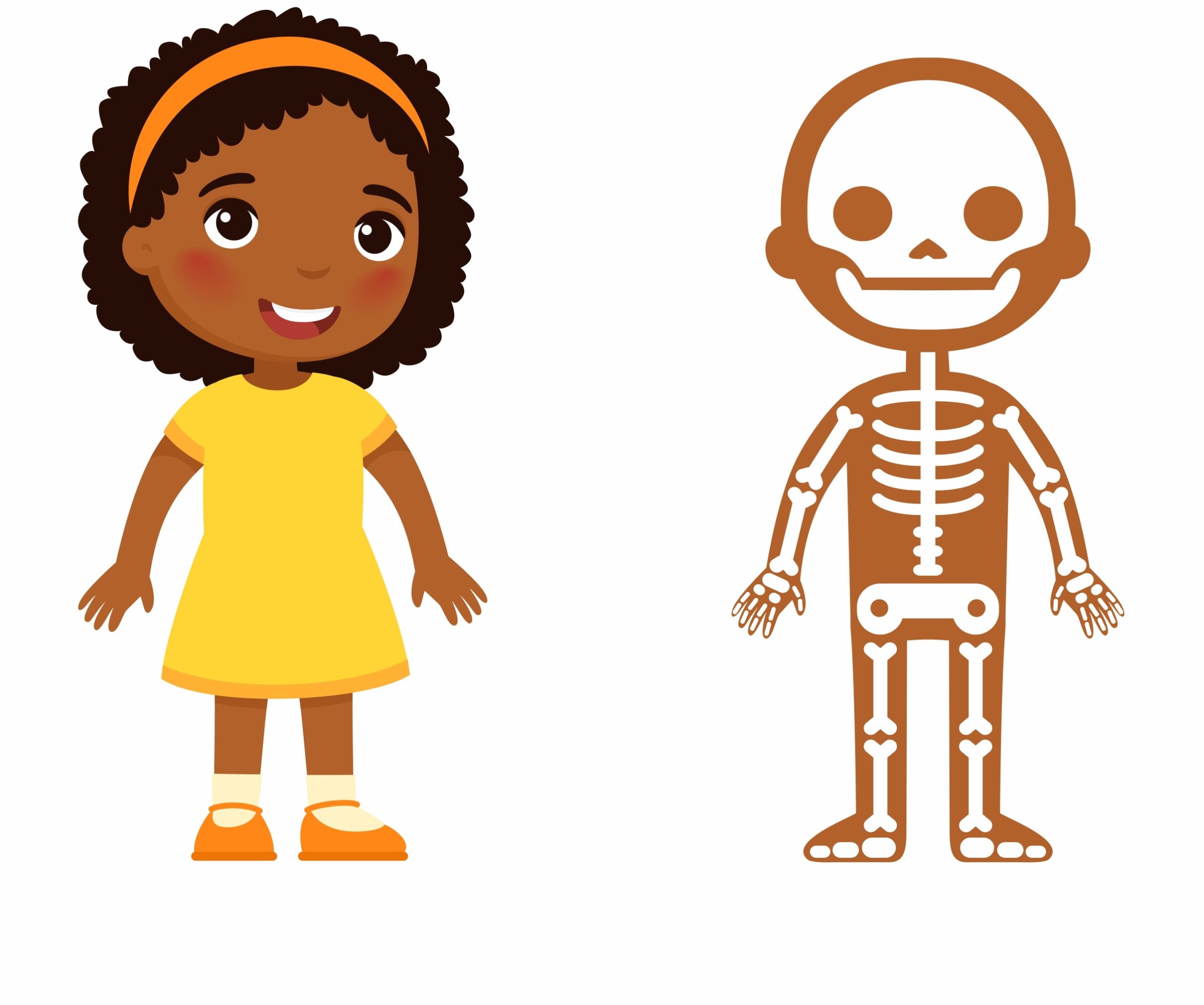 Ciências 8º Ano Fundamental - A composição do esqueleto humano, a cabeça e as suas estruturas, a estrutura do tronco humano, os membros humanos, os músculos e suas funções e os tipos de músculos.