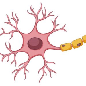 Ciências 8º Ano Fundamental – O tecido humano e as suas características gerais, tecido epitelial, tecido conjuntivo propriamente dito, o tecido muscular, o tecido nervoso e a pele e as suas características.