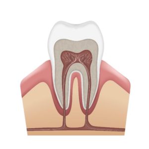 Ciências 8º Ano Fundamental – O sistema digestivo e as suas características, os órgãos do sistema digestivo, a dentição humana, o intestino e os processos digestivos.