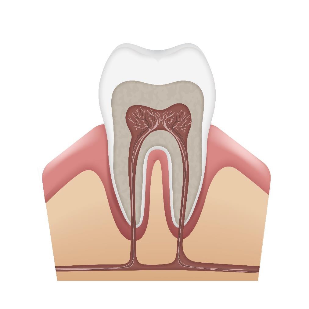 Ciências 8º Ano Fundamental - O sistema digestivo e as suas características, os órgãos do sistema digestivo, a dentição humana, o intestino e os processos digestivos.