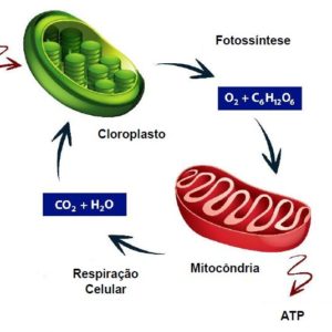 Ciências 8º Ano Fundamental – Respiração Celular, órgãos do Sistema Respiratório, Respiração Química e Respiração Mecânica, a Tuberculose, a Pneumonia, a Enfisema Pulmonar e os cuidados com o pulmão.