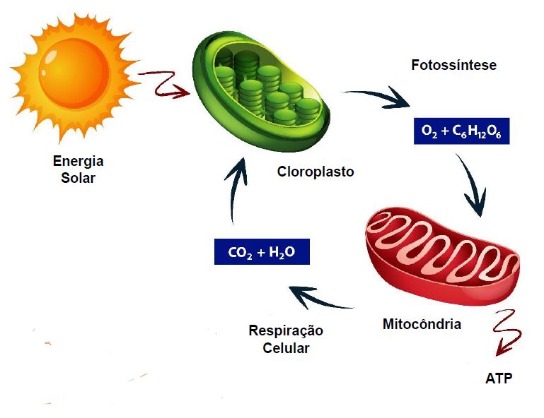 Ciências 8º Ano Fundamental - Respiração Celular, órgãos do Sistema Respiratório, Respiração Química e Respiração Mecânica, a Tuberculose, a Pneumonia, a Enfisema Pulmonar e os cuidados com o pulmão.