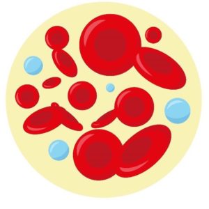 Ciências 8º Ano Fundamental – Reconhecimento das hemácias e dos leucócitos, as hemácias e as suas Funções, os leucócitos e suas funções, a Anemia, o Sistema Linfático e o Sistema Imunológico, Sistema ABO e a Transfusão de Sangue.