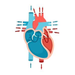 Ciências 8º Ano Fundamental – O Sistema Circulatório, o coração e as suas funções, os vasos sanguíneos e a Circulação Pulmonar.