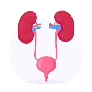 Ciências 8º Ano Fundamental – Características do Sistema Urinário, os rins e a formação da urina, características do Sistema Nervoso, Sistema Nervoso Central, Sistema Nervoso Periférico, Sistema Nervoso Autônomo e Reflexos Nervosos.