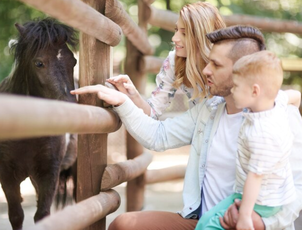 Apostila de Ciências – Os animais e seus diferentes modos de vida – Habilidade BNCC: EF03CI04.